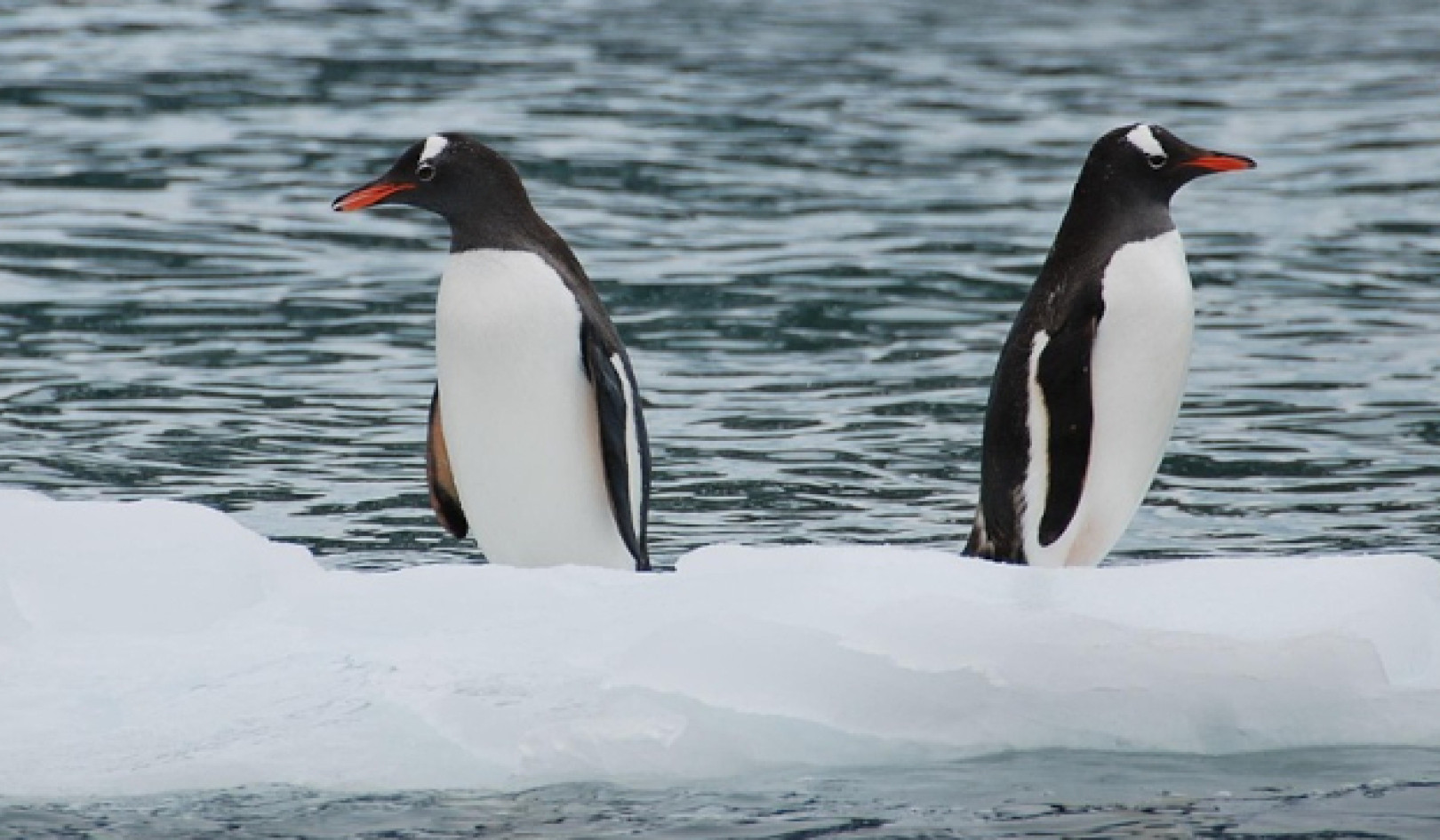 Can Cold Showers Lift Your Mood and Help Depression?